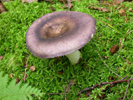 Russula xerampelina.